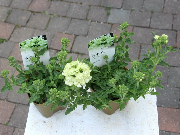宿根バーベナ ラナイ ライムグリーン 3 5号ポット