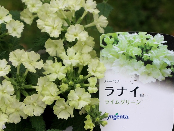 宿根バーベナ ラナイ ライムグリーン 3 5号ポット
