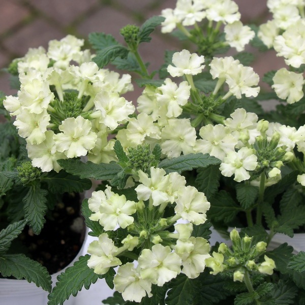 宿根バーベナ ラナイ ライムグリーン 3 5号ポット