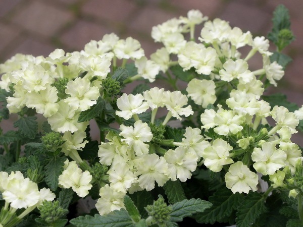 宿根バーベナ ラナイ ライムグリーン 3 5号ポット