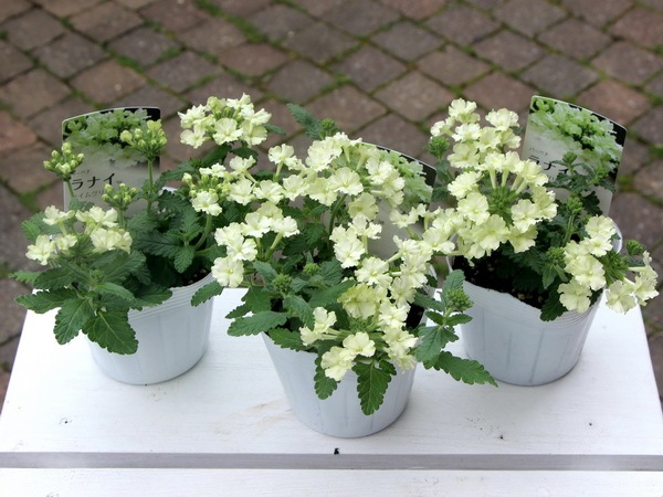 宿根バーベナ ラナイ ライムグリーン 3 5号ポット