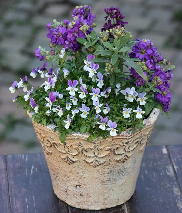 八重咲きストック・ビンテージ「ラベンダー」