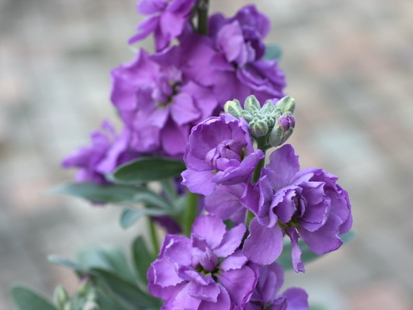 古着 ビンテージ タペストリー ラグ ネイティブ 花柄 スター デッドストック ナタリーレテ タペストリーラグ｜Tapestry rug ブランケット ラグ 動物