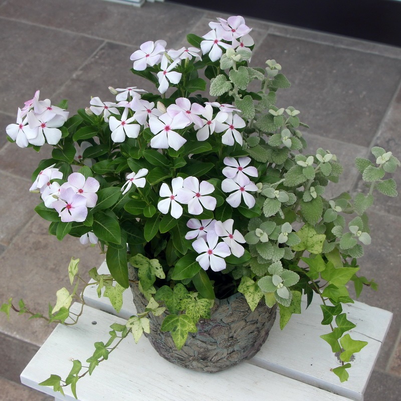 1点物☆寄せ植え見本鉢☆まだ暑いけれど「夏の思い出」