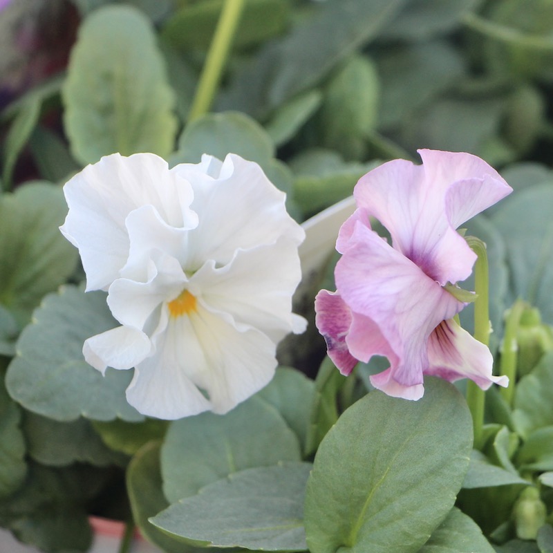 花日和さんのフリル咲きパンジー「シエルブリエ」お色お任せ♪＜指定不可＞