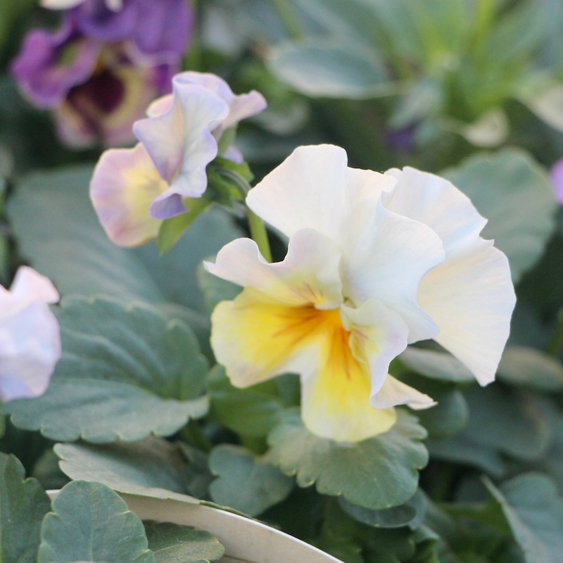 花日和さんのフリル咲きパンジー「シエルブリエ」お色お任せ♪＜指定不可＞