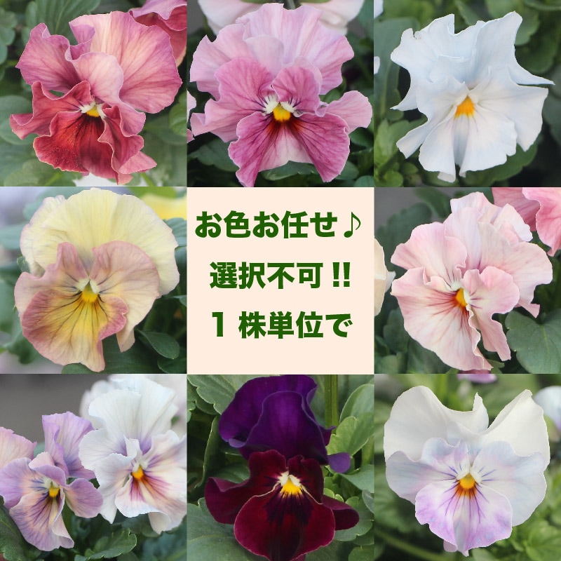 ◆ボリューム満点　2苗◆優しいお色目アイスブルー◆フリル咲きパンジーシエルブリエ 楽天市場】フリル咲き パンジー シエルブリエ アソート 3号