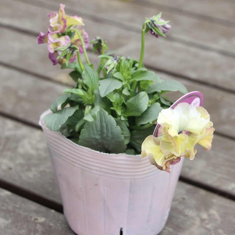 コウロギさん育種ビオラ「NOBUKOセレクション」＜21-11＞(3.5号ポット)