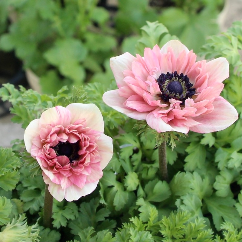 2年生株のプレミアム八重咲きアネモネ・ポルトダブル「ピンク」3