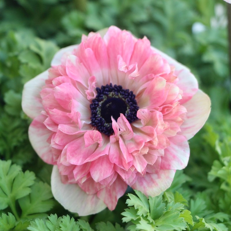 アレンバック ピンクのアネモネ アレンバック ピンクのアネモネ