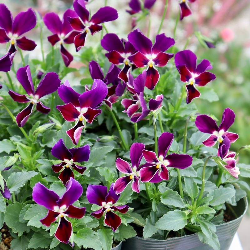 画像で花弁の色・形を選べる!! ゲブラさん育種ビオラ「ミステリアス