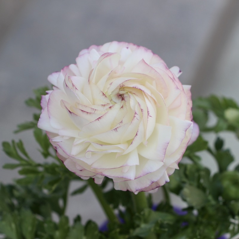 現品1株限り!!ラナンキュラス「マシェ」22-08番(3.5号ポット)