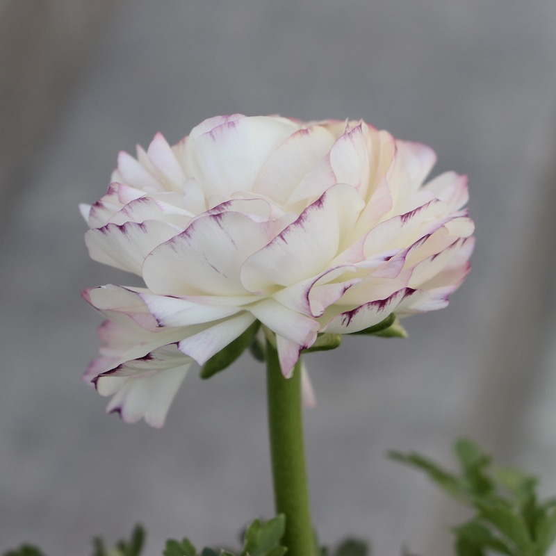 現品1株限り!!ラナンキュラス「マシェ」22-08番(3.5号ポット)