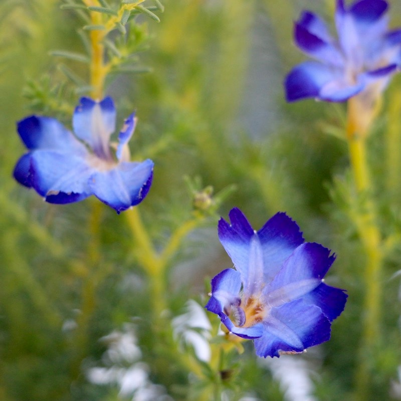 初恋草「スカイハート」(3号ポット苗)