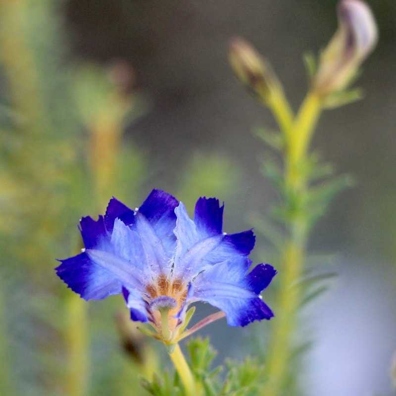 初恋草「スカイハート」(3号ポット苗)