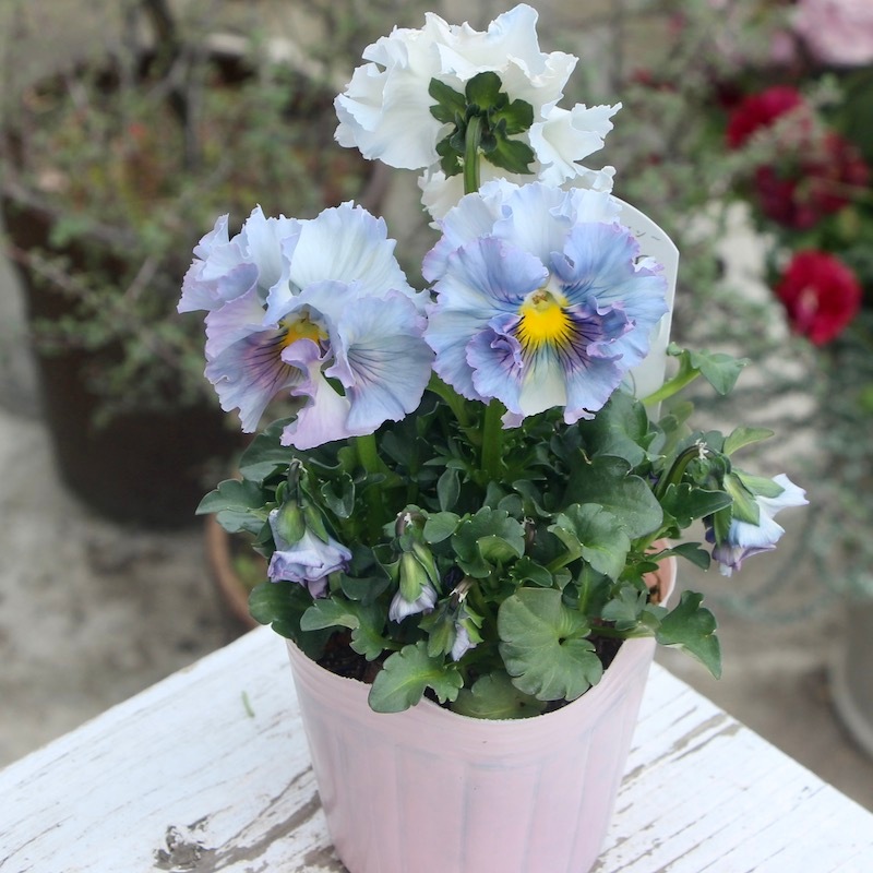 画像の現品!! 内野レン子さん育種パンジー「Reboon~リボン~」＜47＞