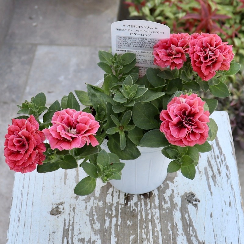 花日和さんの八重咲きペチュニア・ホイップマカロン「ビターロッソ」(3