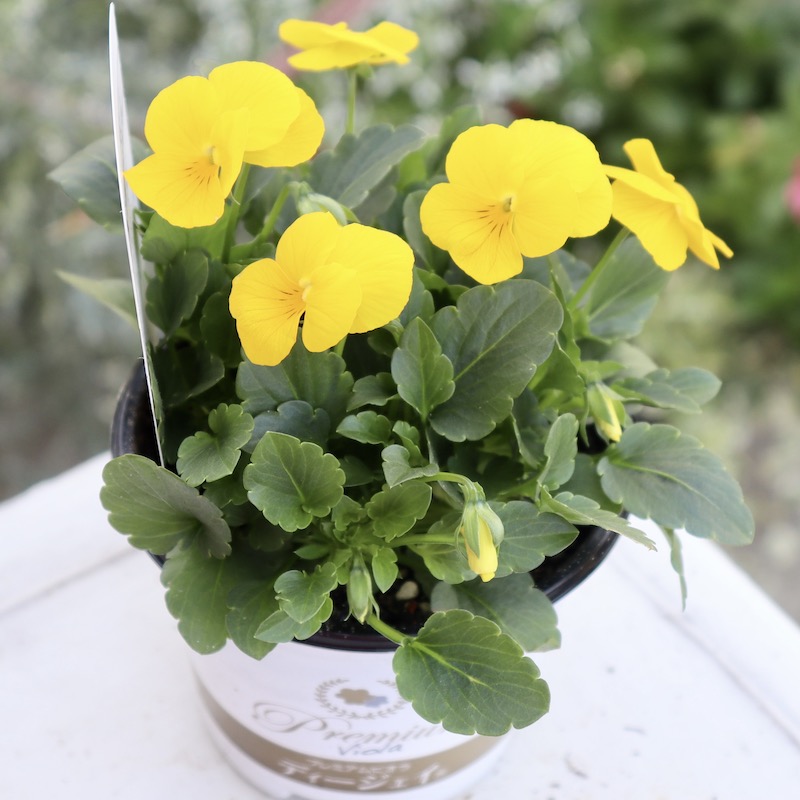 プレミアムビオラ・ディージェイ「イエロー」(3.5号硬質ポット)