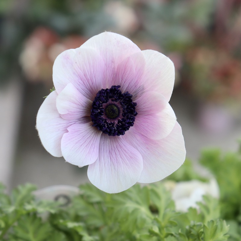 特大2年生株☆竹中園芸さんのプレミアムアネモネ「アンティーク」3番