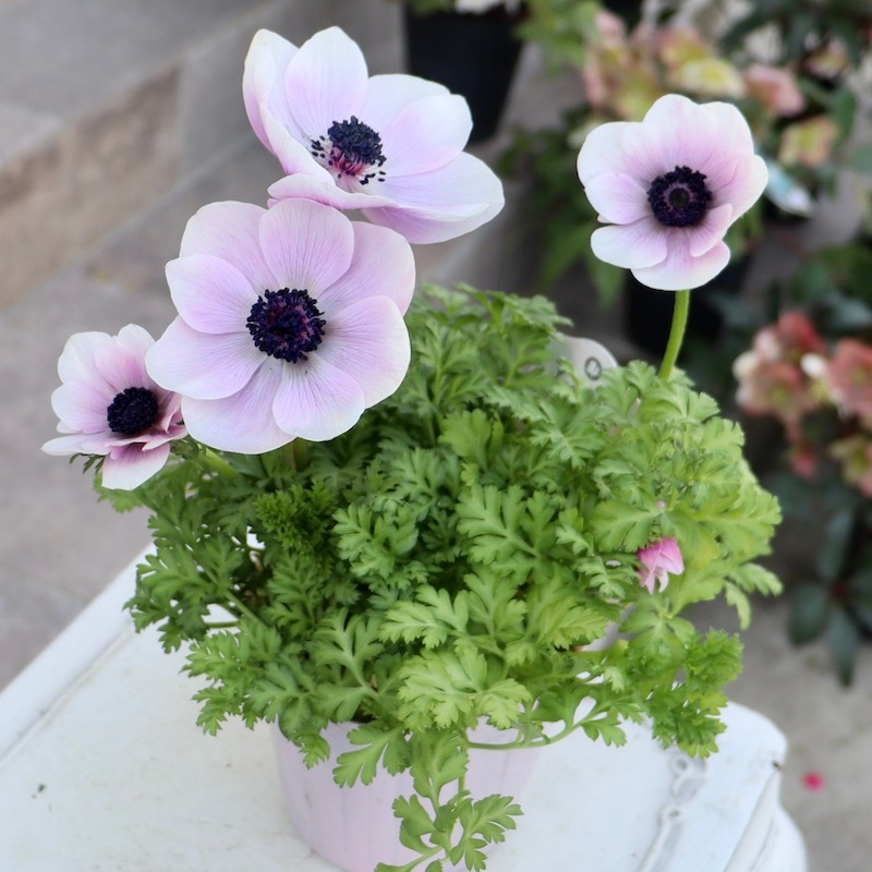   テネラ　アルメニア工房時代　ヴィンテージ花器 80年代オーストリア 深い黒のヴィンテージの花瓶 – ing a song song