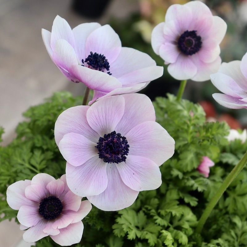 9_000000007041.jpg?1708760142