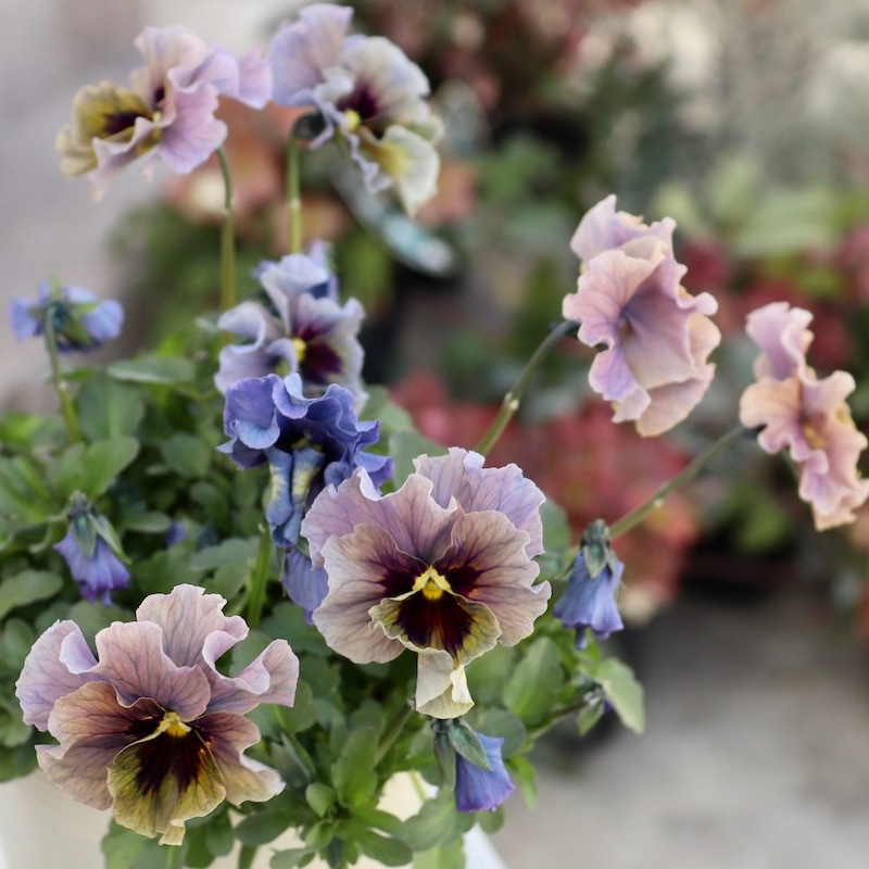 石川園芸　ビオラレディ　３苗セット 石川園芸 ビオラレディ 3苗セット ブルー - メルカリ