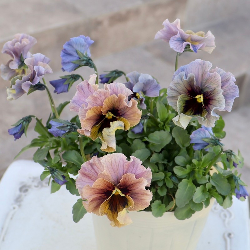 特大☆画像の現品!! 石川園芸さんのビオラ「レディ」スペシャル＜SP38＞