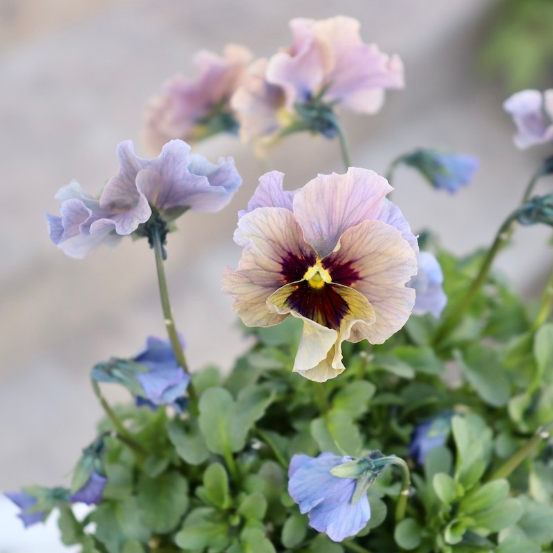 特大☆画像の現品!! 石川園芸さんのビオラ「レディ」スペシャル＜SP38＞