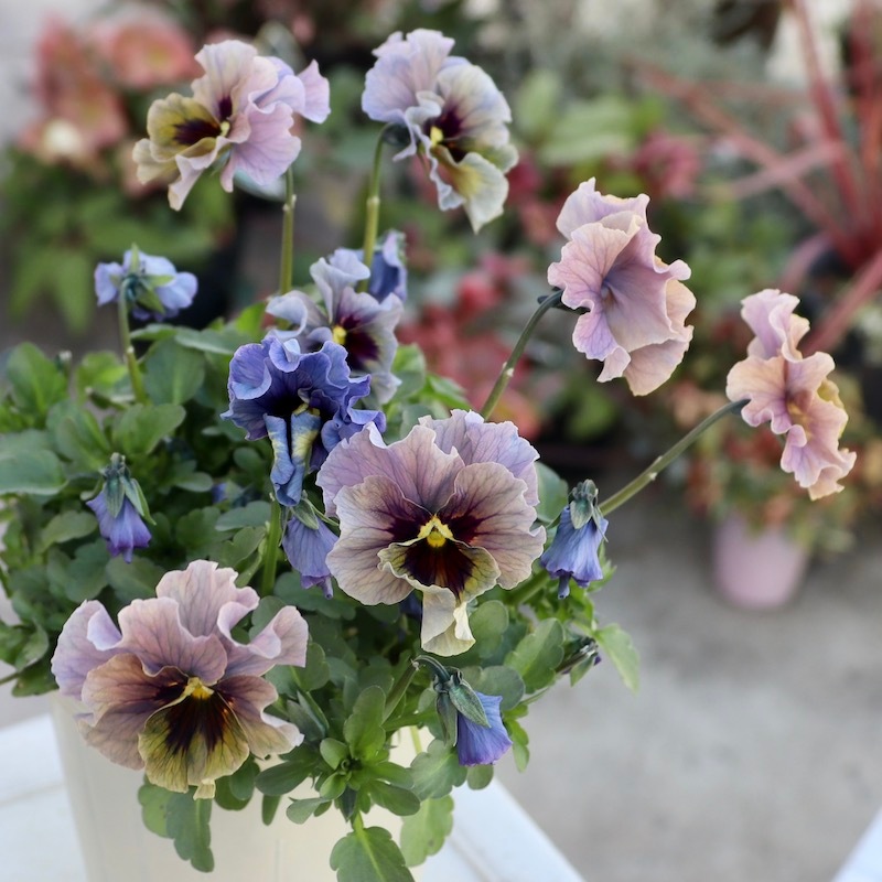 ビオラレディ 希少苗 ブルー系 石川園芸 【公式通販】