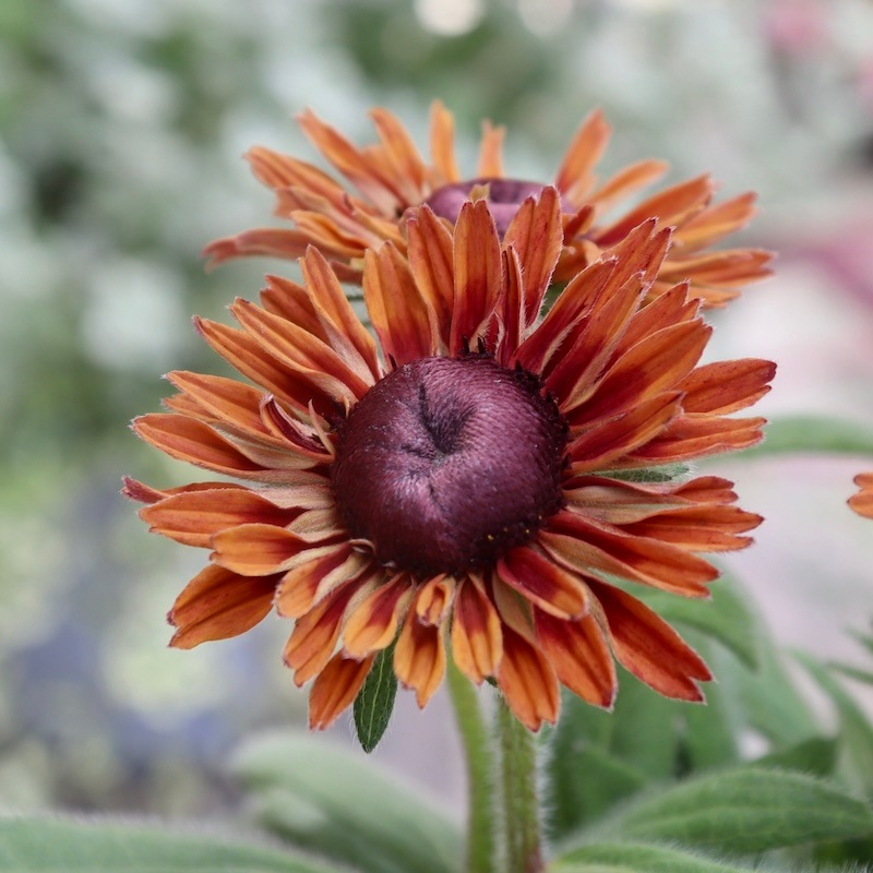 画像の現品!!希少苗☆ルドベキア・キャラメルミックス☆No.44(3.5号ポット)