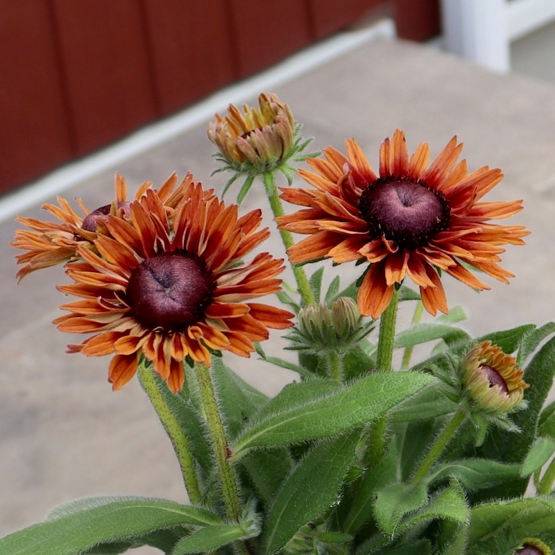 画像の現品!!希少苗☆ルドベキア・キャラメルミックス☆No.44(3.5号ポット)