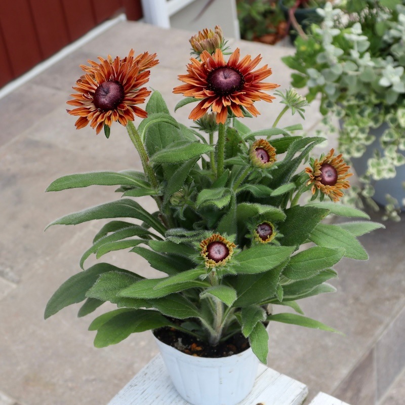 画像の現品!!希少苗☆ルドベキア・キャラメルミックス☆No.44