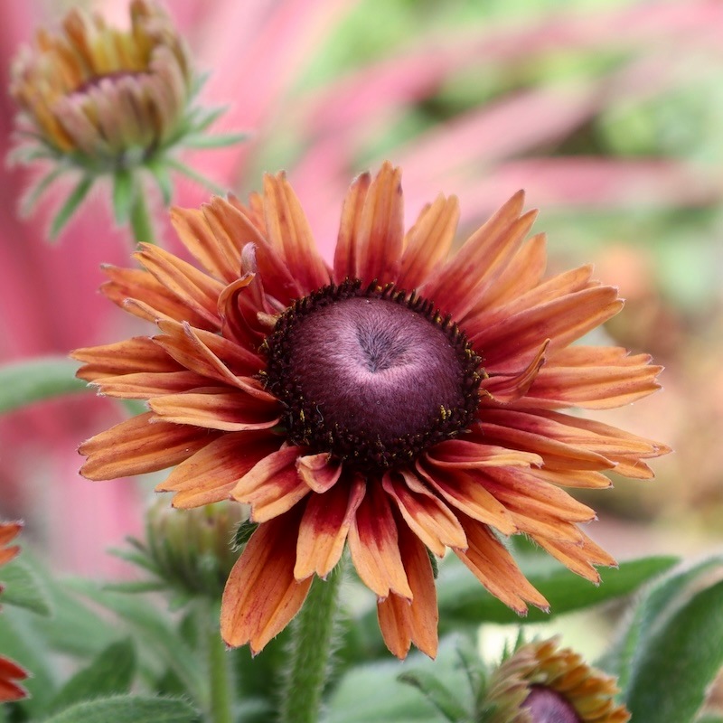 レア、切花品種　紅☆☆　小苗 画像の現品!!希少苗☆ルドベキア・キャラメルミックス☆No.32