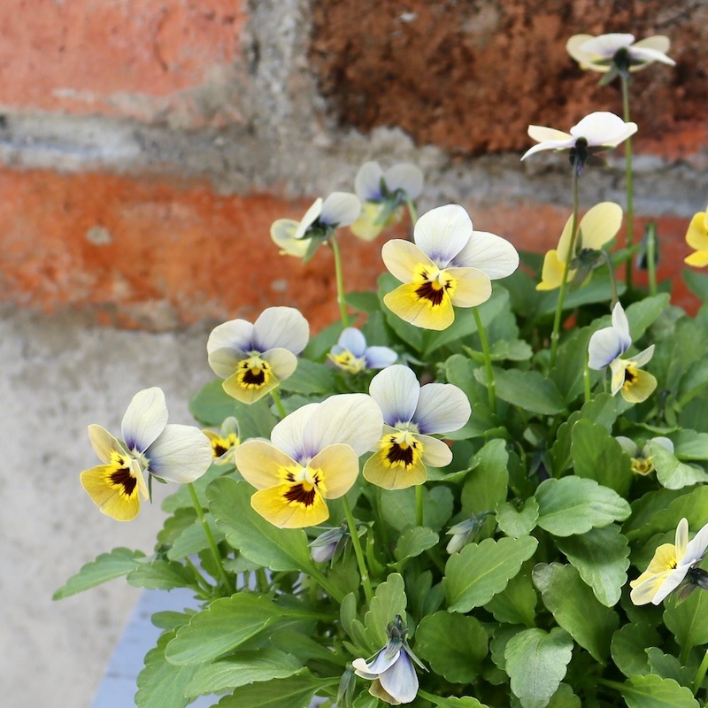 直径25cm!! 画像の現品1点限り☆ゲブラさん育種ビオラ・ミステリアス