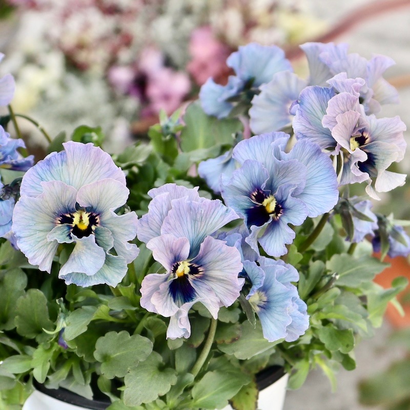 特大☆画像の現品1点限り!! 石川園芸さんのビオラ「レディ」スペシャル