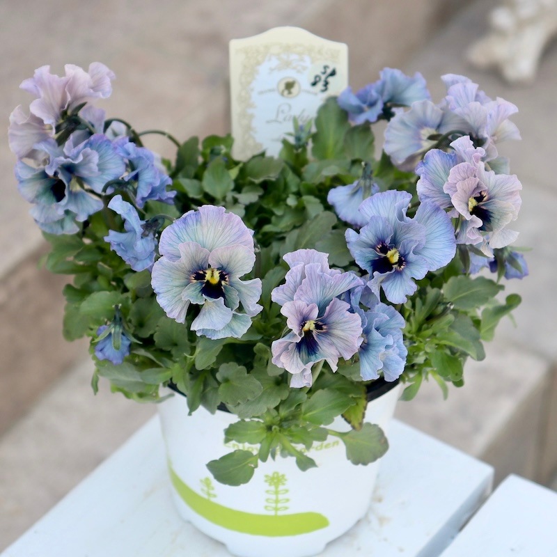 特大☆画像の現品1点限り!! 石川園芸さんのビオラ「レディ」スペシャル