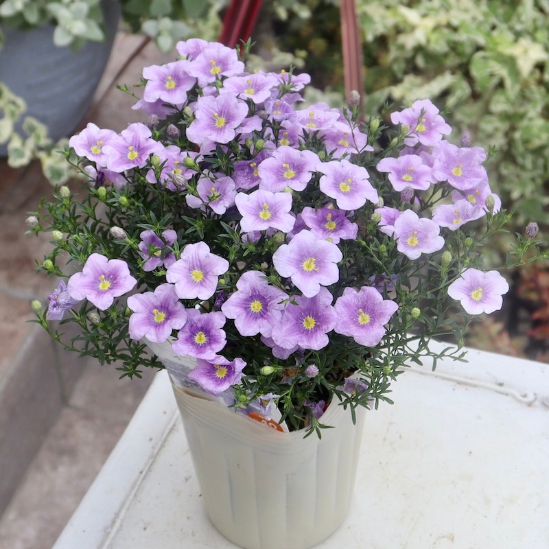 最後の1株☆PWブランドのニーレンベルギア・オーガスタ「ブルー」(3.5