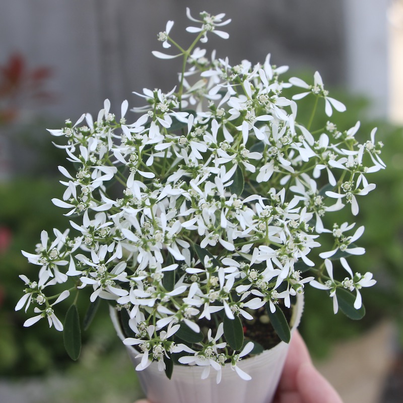 夏寄せ植えの定番♪PWブランド】ユーフォルビア・ダイアモンドフロスト