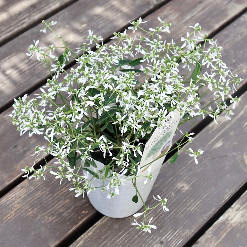 NOVA TCG URセミコンプ+α NOVA TCG URセミコンプ+α