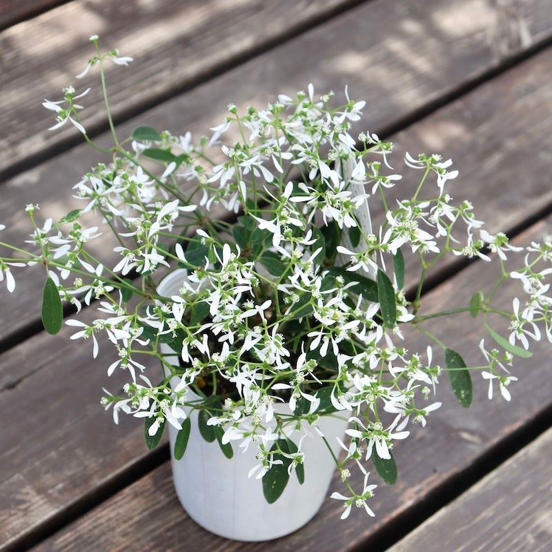 夏寄せ植えの定番♪PWブランド】ユーフォルビア・ダイアモンドフロスト