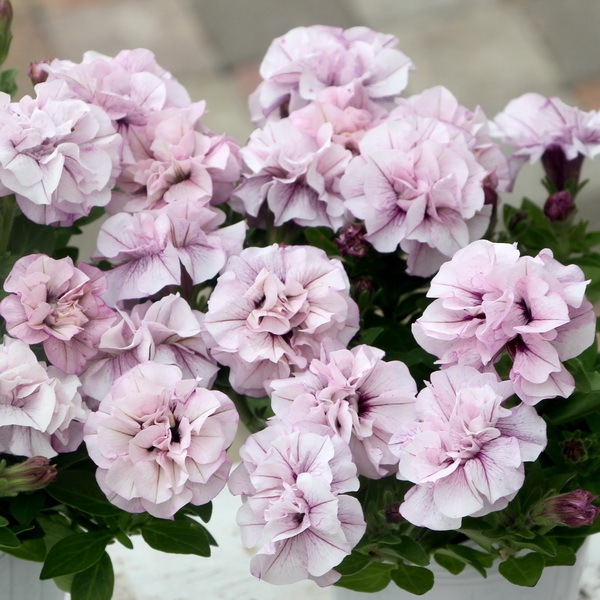 1_000000002742.jpg?1692193579