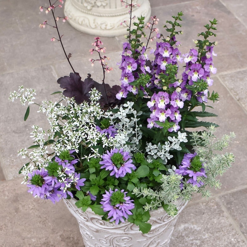 国内最安値に挑戦 花苗 栄養系 スカエボラ ウィンドファン ブルー ホワイト 3 5号ポット 多年草 夏の花 秋まで咲く ブルーファンフラワー