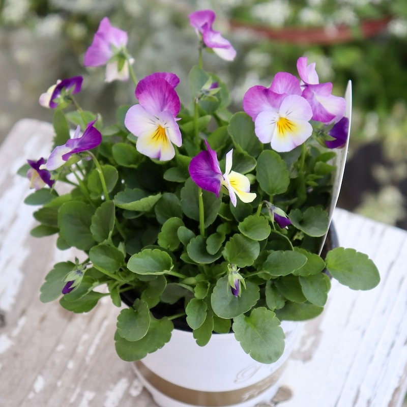 プレミアムビオラ・ディージェイ「ローズピンク」(3.5号硬質ポット)