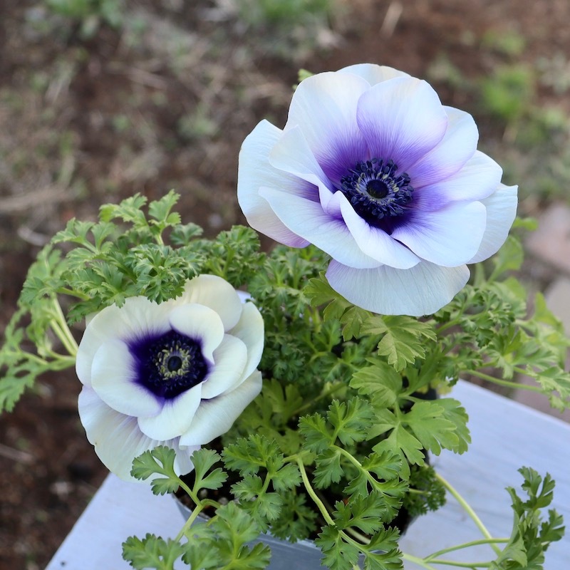 945　アネモネ 画像で花色を選べる!! 2年生株のプレミアム一重咲きアネモネ「パンドラ