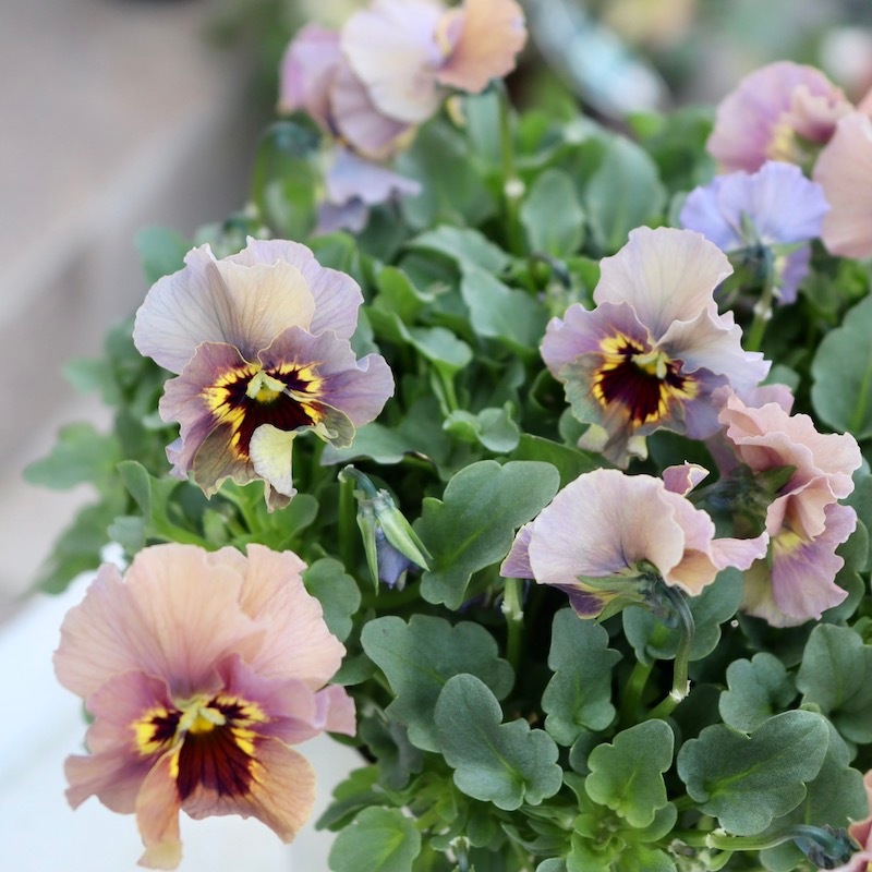 特大☆画像の現品!! 石川園芸さんのビオラ「レディ」スペシャル＜SP30＞