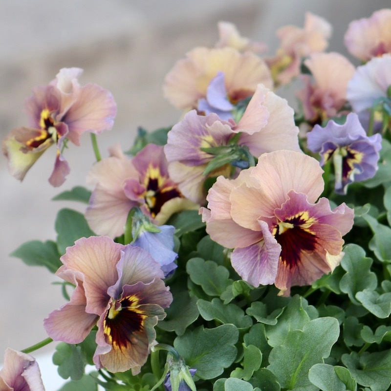 特大☆画像の現品!! 石川園芸さんのビオラ「レディ」スペシャル＜SP30＞