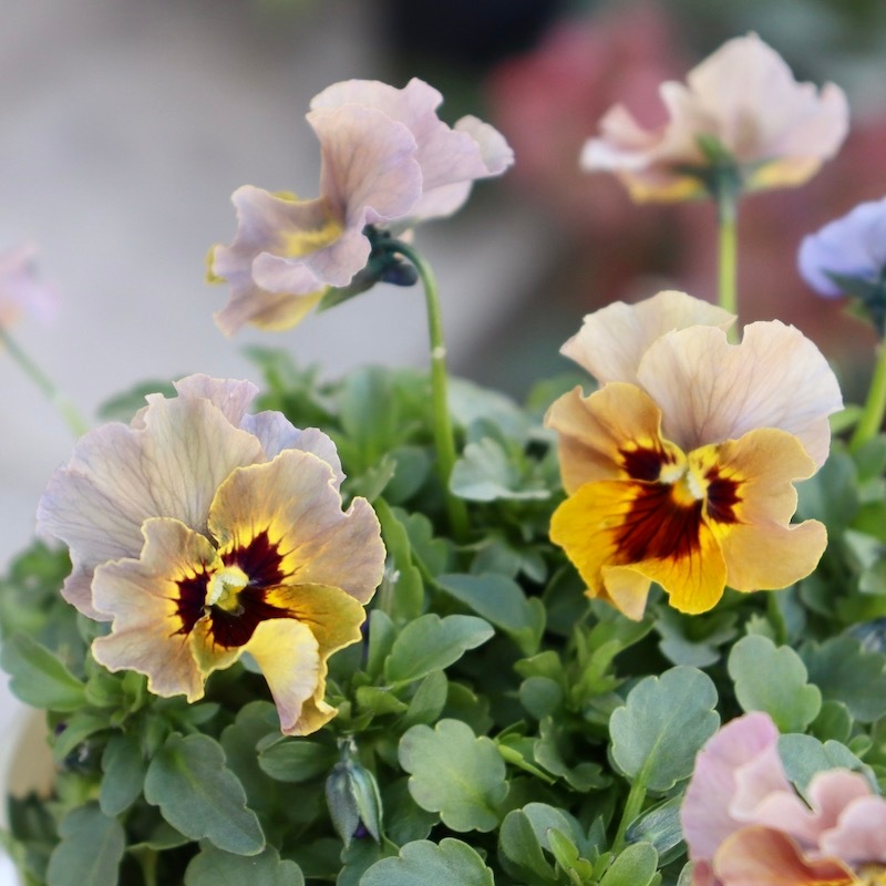 特大☆画像の現品!! 石川園芸さんのビオラ「レディ」スペシャル＜SP39＞