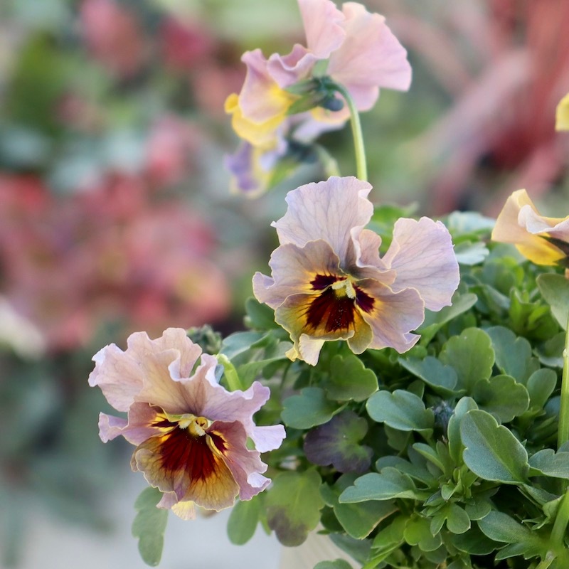 特大☆画像の現品!! 石川園芸さんのビオラ「レディ」スペシャル＜SP39＞