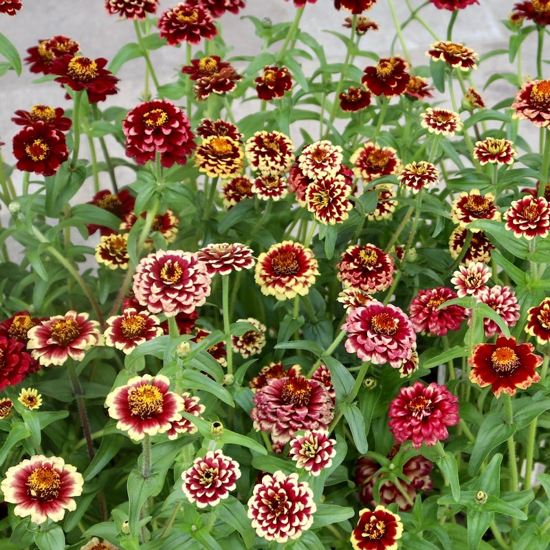 35_000000007442.jpg?1726587571