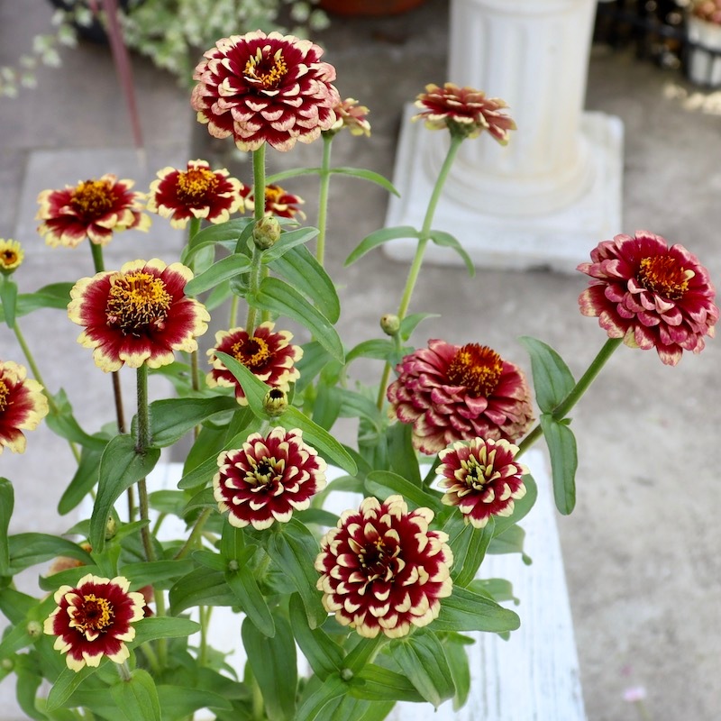 画像の現品いずれか♪小輪八重咲きジニア・アズテックサンセット(色